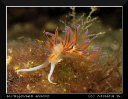 nudi taken on 10m depth, Kraljevica / 1/500s, f8, inon st... by Melita Bubek 